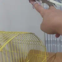 جوجه عروس هلندی دونخور دوماهه|پرنده|اصفهان, شاهد|دیوار