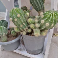 کاکتوس فقط 150پراز پاجوش