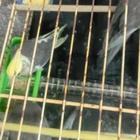 جوجه عروس هلندی|پرنده|مهران (ایلام), |دیوار