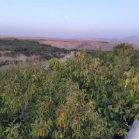 باغ ۶۰۰۰ متری با انواع درختان میوه|فروش دفتر صنعتی، کشاورزی، تجاری|شهرکرد, |دیوار