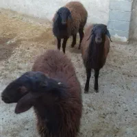 گوسفند. بره نر پای پروار