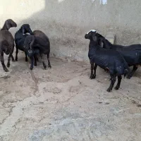 بره قوچ های قزل افشار و قره قزل میش بزغاله فروشی|حیوانات مزرعه|همدان, |دیوار