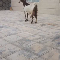 ۱بزشیرا