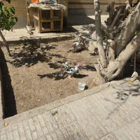 خروس گلین پنگونی|حیوانات مزرعه|اصفهان, طامه|دیوار