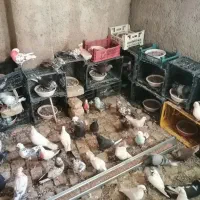 کبوترپرشی|پرنده|قم, شاه ابراهیم|دیوار