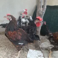 خروس