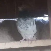 دونه ۱تومن ۶تا باهم فروخته میشه جداگانه دونه ۳تومن|پرنده|بهارستان, |دیوار