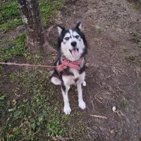 هاسکی ماده ۲ ساله