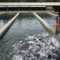 واگذاری مزرعه پروش ماهی