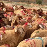 خرید حضوری گوسفند وبره زنده  دام سالم و نژاددار