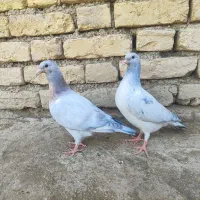 کبوتر جوجه سار