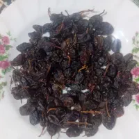 مویز دم دار بش