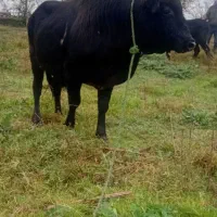 گوساله نر ورزا (گاو لیشه)