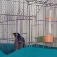 مرغ مینا سخنگو
