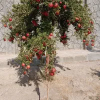 بادرود فراوان فروش ۱۲۰درخت انار|گل و گیاه طبیعی|اصفهان, براآن شمالی|دیوار