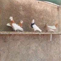 جوجه کفتر|پرنده|شیراز, ارم|دیوار