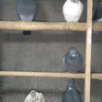 کفتر تهرانی پرشی|پرنده|هشتگرد, شهرک بعثت|دیوار