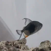 دالر بلک بری|ماهی|قزوین, |دیوار