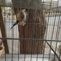 جوجه سهره نر بهاره