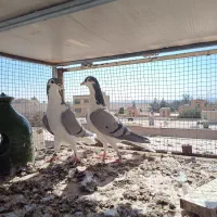 شش عدد ماده سالم سرحال جوان دمگیر|پرنده|شاهین‌شهر, نبوت|دیوار