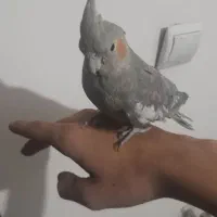 عروس هلندی کاملن دستی و سخنگو|پرنده|باقرشهر, |دیوار