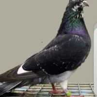 کفتر لطفا آگهی را بخوانید