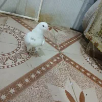 پنج عدد جوجه پرشی بشرط|پرنده|کرج, ملک‌آباد|دیوار