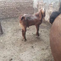 نر بز