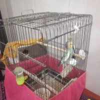 عروس هلندی|پرنده|پاکدشت, پاکدشت (مامازند)|دیوار