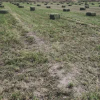 یونجه تر و تازه سبز