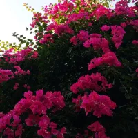 گل کاغذی نایلکسی رنگ سرخابی