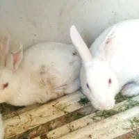 خرگوش|موش و خرگوش|شهرکرد, |دیوار