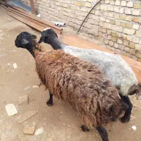 ۲  راس میش جوان قصر