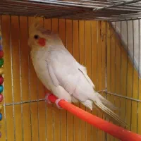 مرغ عشق با تمام لوازم