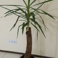 درختچه خارجی