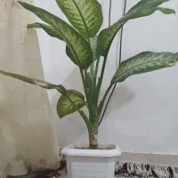 گل دیفن