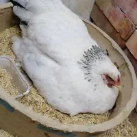 برهما مرغ وخروس مولد ونیمچه وجوجه های برهما|حیوانات مزرعه|نوشین شهر, |دیوار