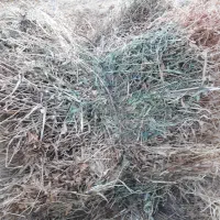 فروش علف برای دام|لوازم جانبی حیوانات|میانه, |دیوار