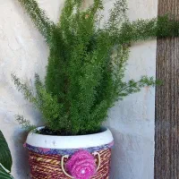 گل های زینتی|گل و گیاه طبیعی|رضوانشهر, |دیوار