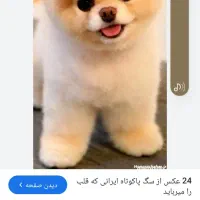 پیدا شده