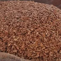 عمده تخم کتان|خوردنی و آشامیدنی|شیراز, باغ تخت|دیوار