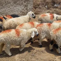 بره نر قوچ ماده