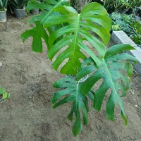 زامیفولیا سبز و بلک