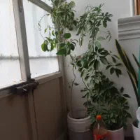 گل شفلرا  گلدون گل کاغذی|گل و گیاه طبیعی|کاشمر, |دیوار