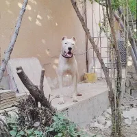 سگ داگو