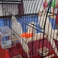 سوسنگرد کوی دانشگاه اندلس۹