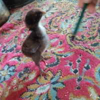 جوجه لاری اصل نوک طوطی