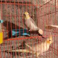 عروس هلندی|پرنده|ماکو, |دیوار
