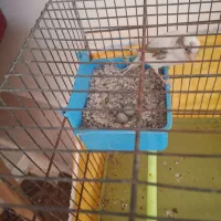 ماده سفید اهوی