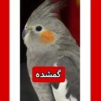 عروس هلندی گمشده کوی آریا
